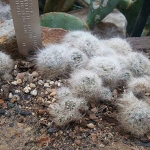 Mammillaria glassii cactus met kleine ronde groene stelen bedekt met witte stekels.