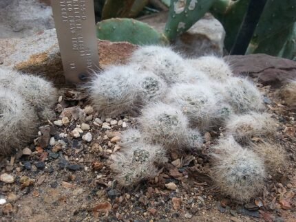 Mammillaria glassii cactus met kleine ronde groene stelen bedekt met witte stekels.
