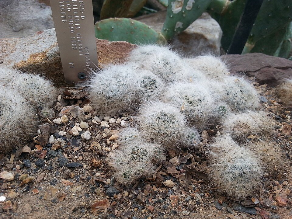 Mammillaria glassii cactus met kleine ronde groene stelen bedekt met witte stekels.