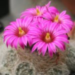 Mammillaria guelzowiana cactus met witte doornen en gele bloemen.