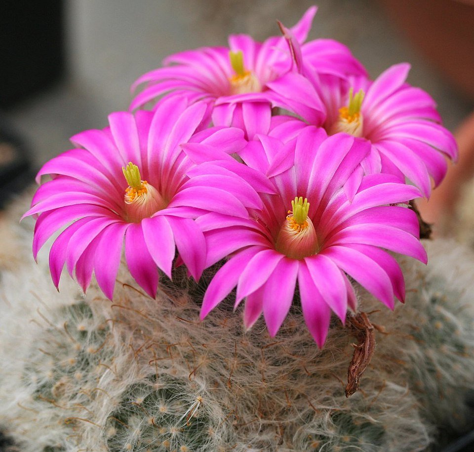Mammillaria guelzowiana cactus met witte doornen en gele bloemen.