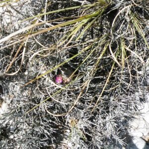 Mammillaria haageana cactus met witte doornen en roze bloemen in pot.