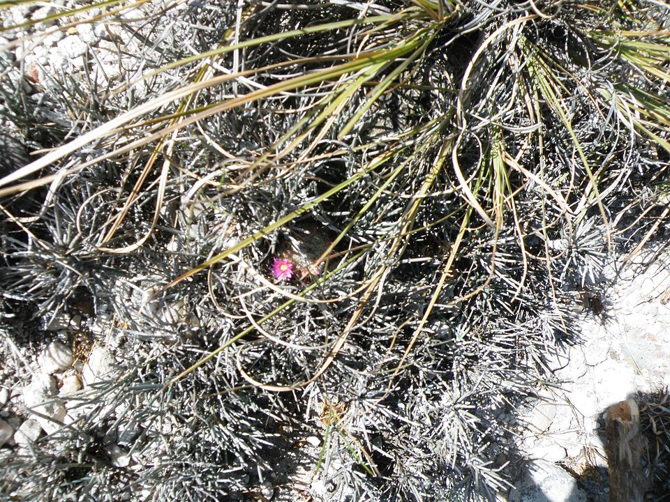 Mammillaria haageana cactus met witte doornen en roze bloemen in pot.