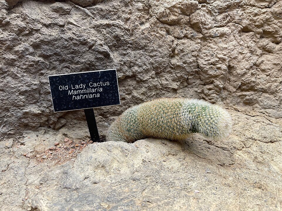 Mammillaria hahniana cactus met witte wollige stekels in bloei.