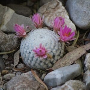 Mammillaria herrerae cactus with white spines on rocky surface.