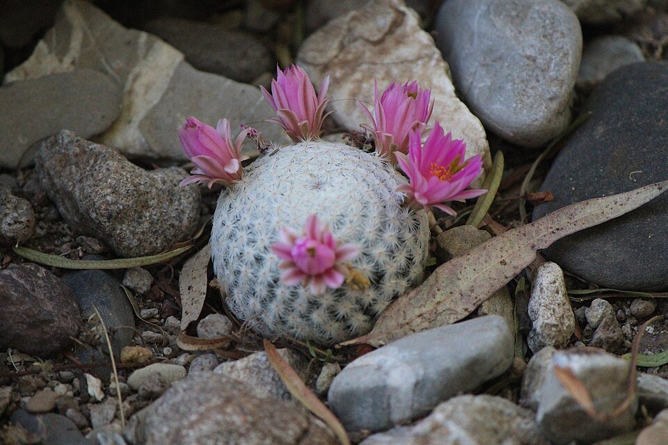 Mammillaria herrerae cactus with white spines on rocky surface.
