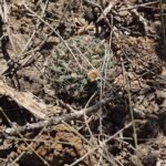Mammillaria mathildae cactus met witte doornen en gele bloemen.