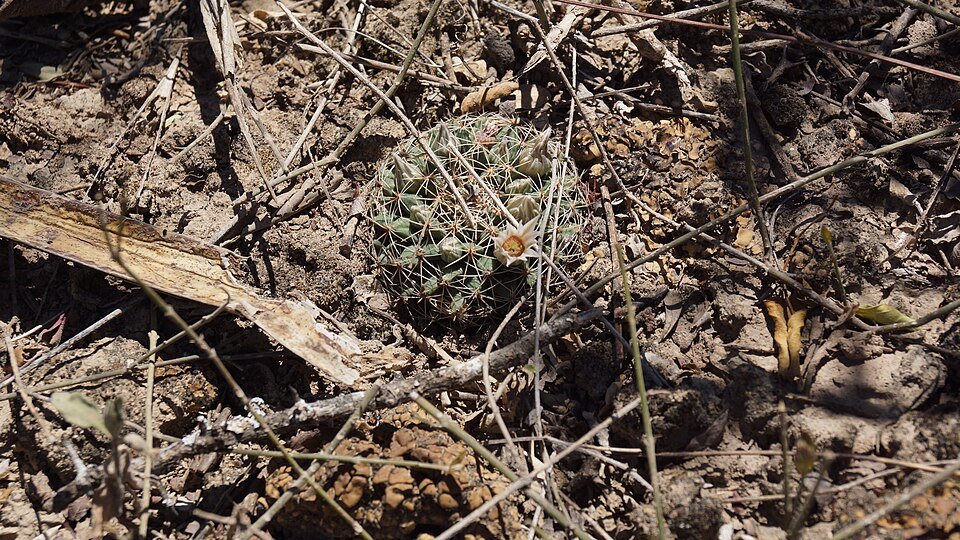 Mammillaria mathildae cactus met witte doornen en gele bloemen.