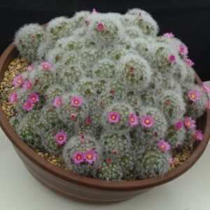 Mammillaria laui cactus met witte doornen en roze bloemen.