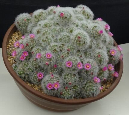 Mammillaria laui cactus met witte doornen en roze bloemen.