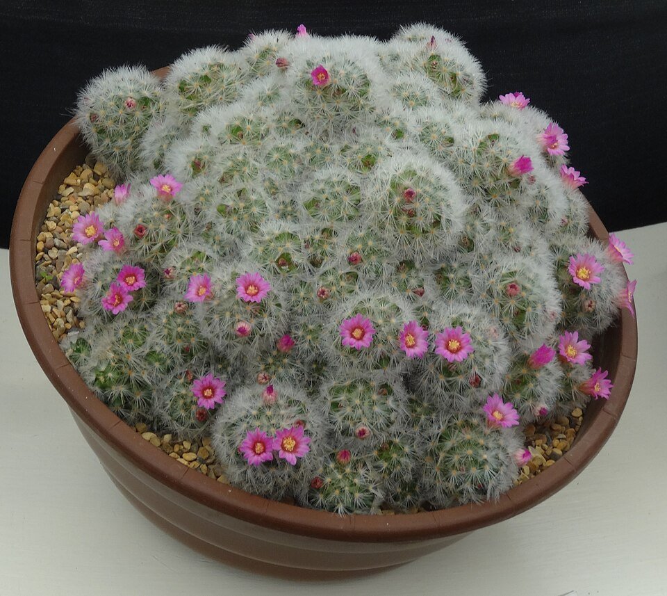 Mammillaria laui cactus met witte doornen en roze bloemen.
