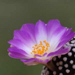 Mammillaria luethyi cactus met dichte witte stekels en roze bloemen in een pot.