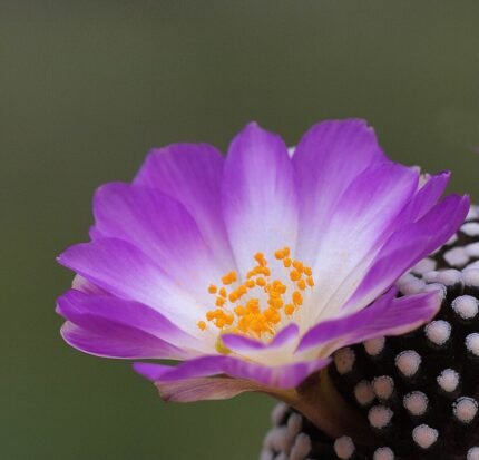 Mammillaria luethyi cactus met dichte witte stekels en roze bloemen in een pot.