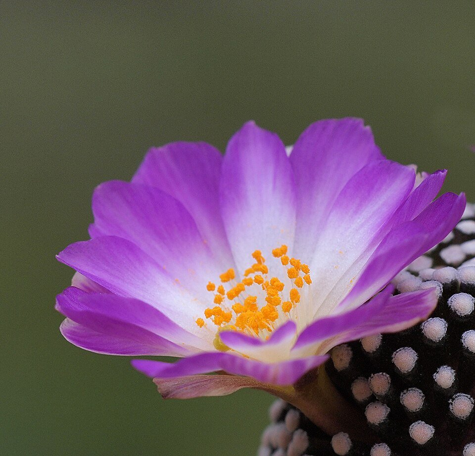 Mammillaria luethyi cactus met dichte witte stekels en roze bloemen in een pot.