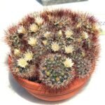 Mammillaria marcosii cactus tentoongesteld in de Botanische Tuin van de Universiteit van Charles.