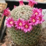 Mammillaria matudae cactus in terra cotta pot with pink flowers.