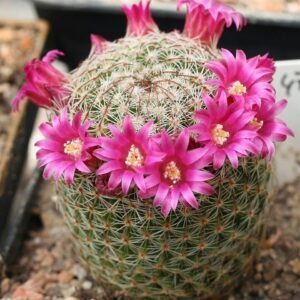 Mammillaria matudae cactus in terra cotta pot with pink flowers.