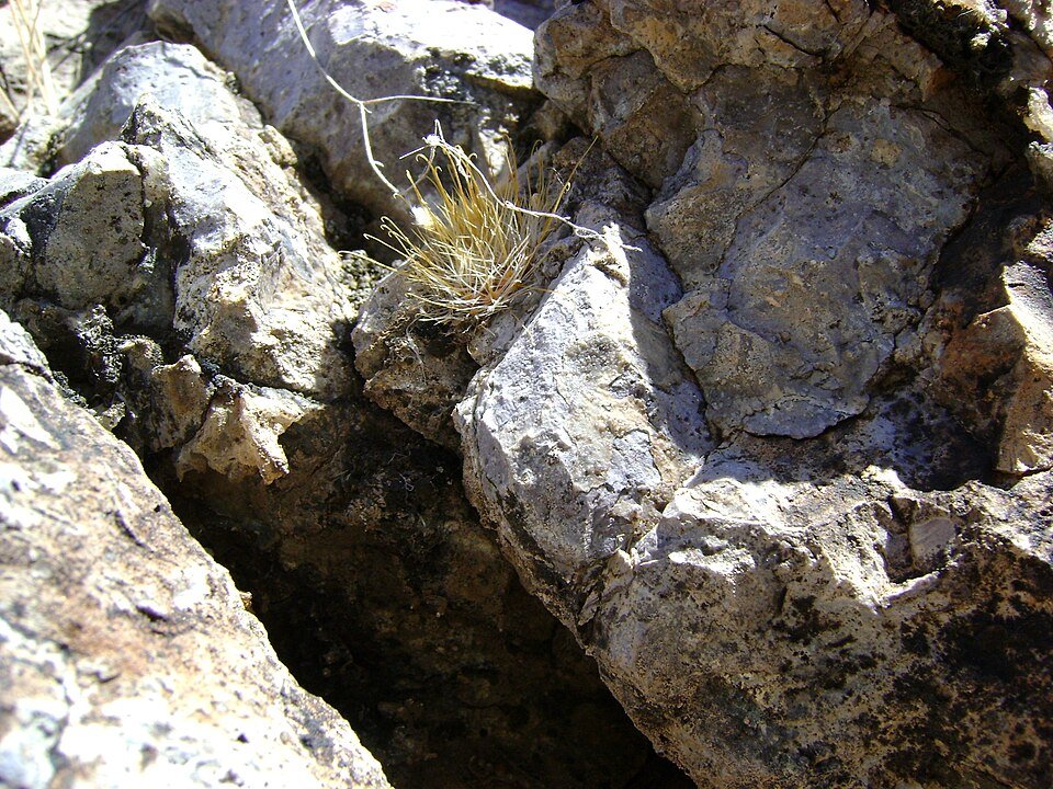 Mammillaria mercadensis cactus with short white spines and pink flowers in pot.
