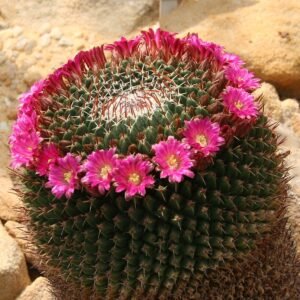 Mammillaria mystax cactus met dichte witte stekels en roze bloemen in bloei.