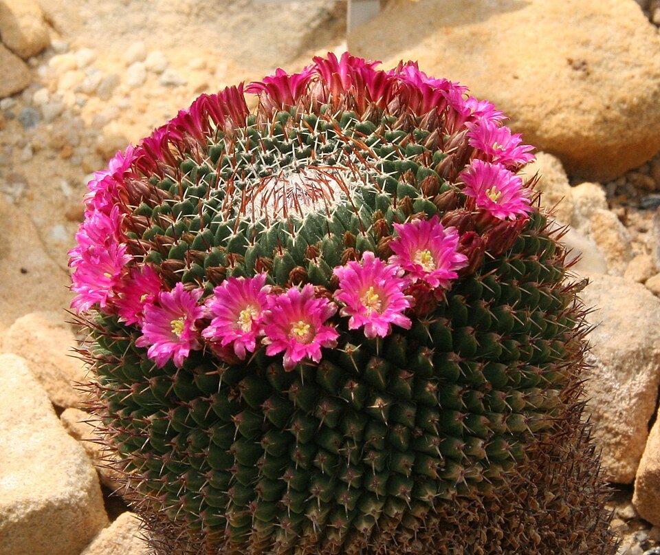 Mammillaria mystax cactus met dichte witte stekels en roze bloemen in bloei.