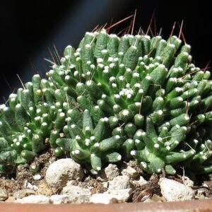 Mammillaria painteri cactus met witte doorns en roze bloemen.