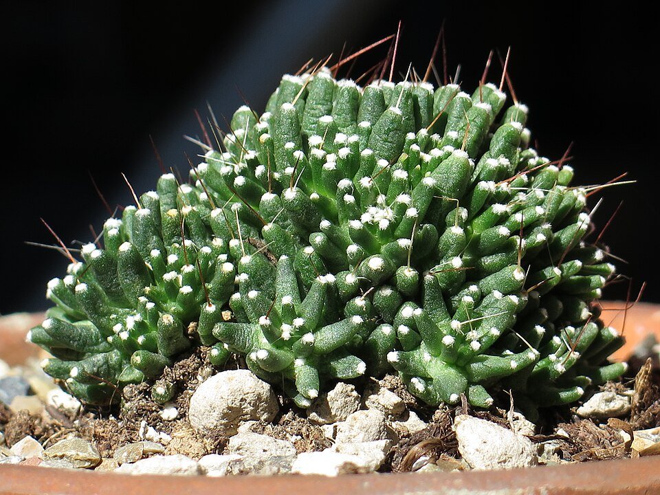 Mammillaria painteri cactus met witte doorns en roze bloemen.