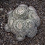 Mammillaria parkinsonii cactus met roze bloemen in terracotta pot.