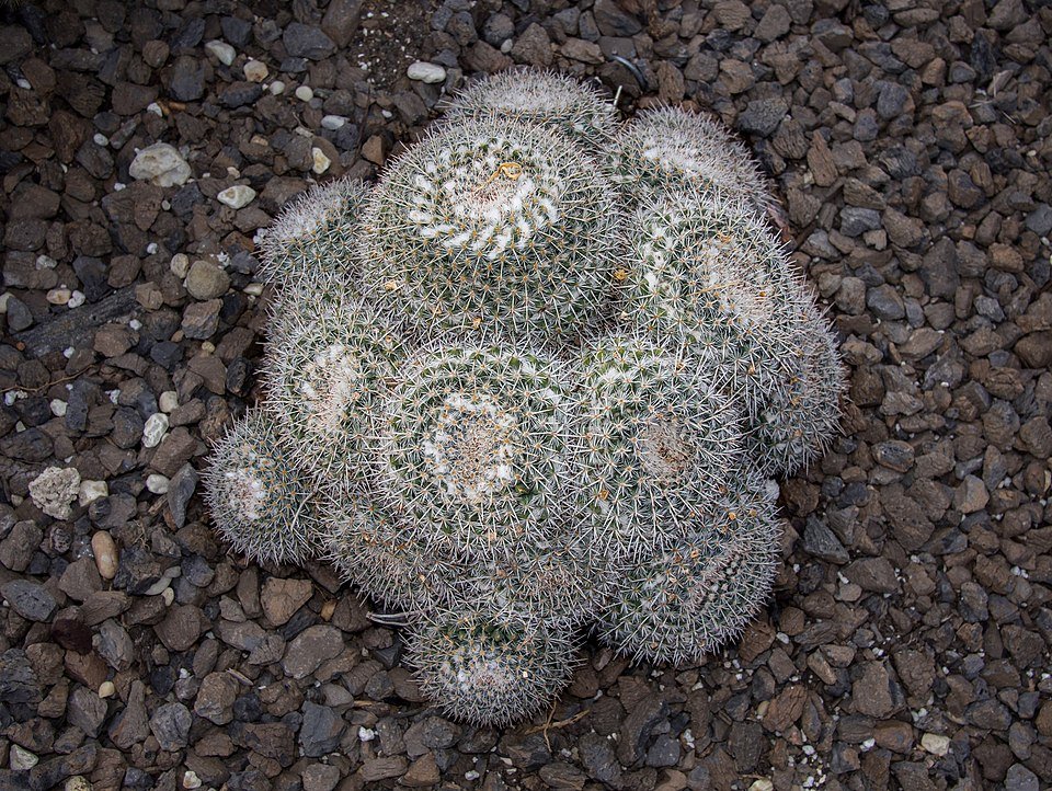 Mammillaria parkinsonii cactus met roze bloemen in terracotta pot.