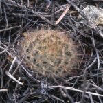 Mammillaria pennispinosa cactus met lange witte stekels en roze bloemen.