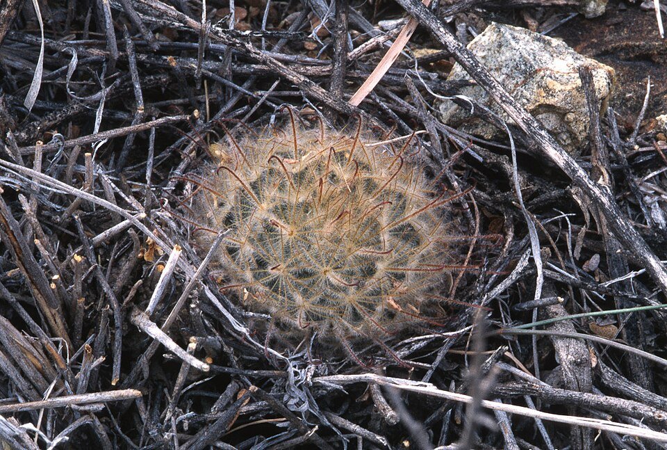 Mammillaria pennispinosa cactus met lange witte stekels en roze bloemen.