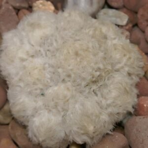 Mammillaria plumosa cactus met pluizige witte stekels in een pot.