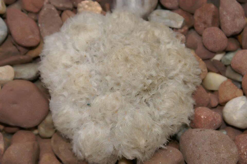 Mammillaria plumosa cactus met pluizige witte stekels in een pot.