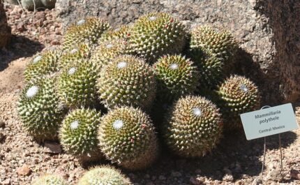 Mammillaria polythele cactus met roze bloemen in woestijnbotanische tuin.
