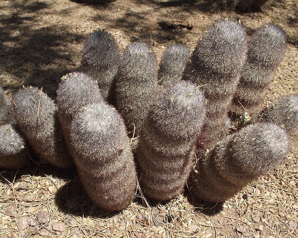 Mammillaria pottsii cactus met roze bloemen en witte doornen.