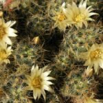 Mammillaria prolifera cactus met talrijke kleine witte bloemen in bloei.