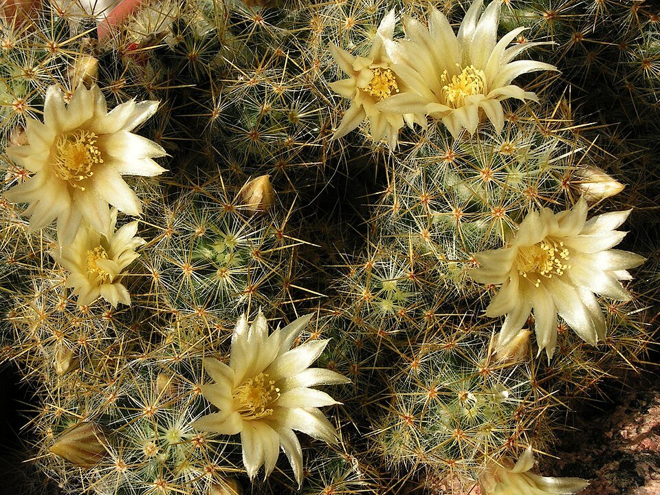 Mammillaria prolifera cactus met talrijke kleine witte bloemen in bloei.