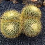 Mammillaria rhodantha cactus met witte stekels en roze bloemen.