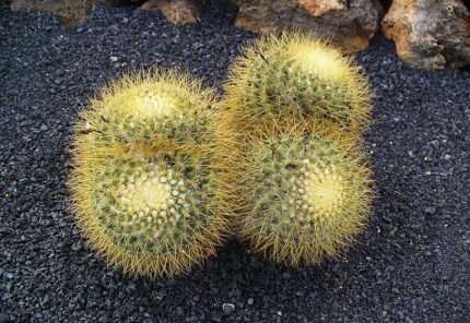 Mammillaria rhodantha cactus met witte stekels en roze bloemen.