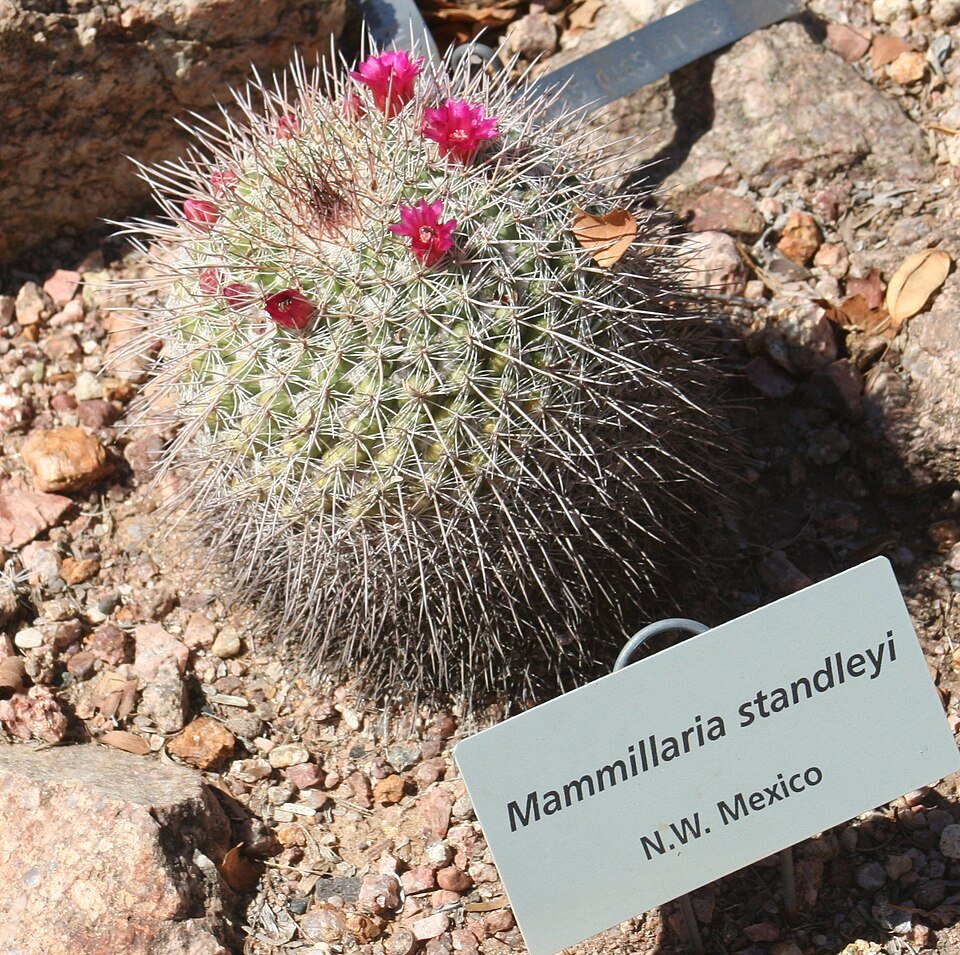 Mammillaria standleyi cactus in desert botanical garden.