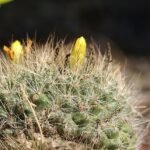 Mammillaria weingartiana cactus met dichte witte stekels en roze bloemen in bloei.