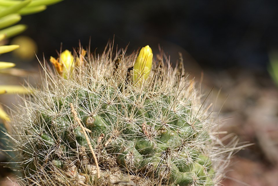Mammillaria weingartiana cactus met dichte witte stekels en roze bloemen in bloei.