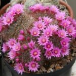 Mammillaria zeilmanniana cactus met witte wollige doornen en roze bloemen.