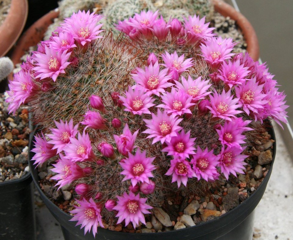 Mammillaria zeilmanniana cactus met witte wollige doornen en roze bloemen.