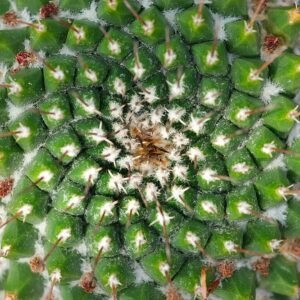 Mammillaria grusonii dichtbij van de gouden stekelige kroonplant.