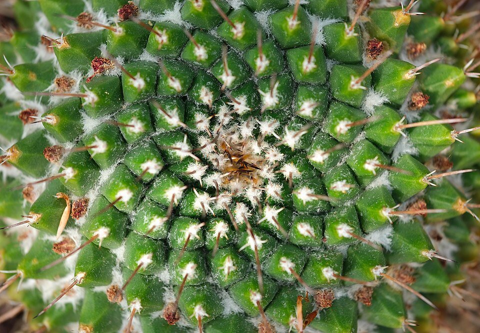 Mammillaria grusonii dichtbij van de gouden stekelige kroonplant.