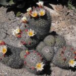 Cochemiea angelensis cactus met witte stekels en groene balvormig lichaam.