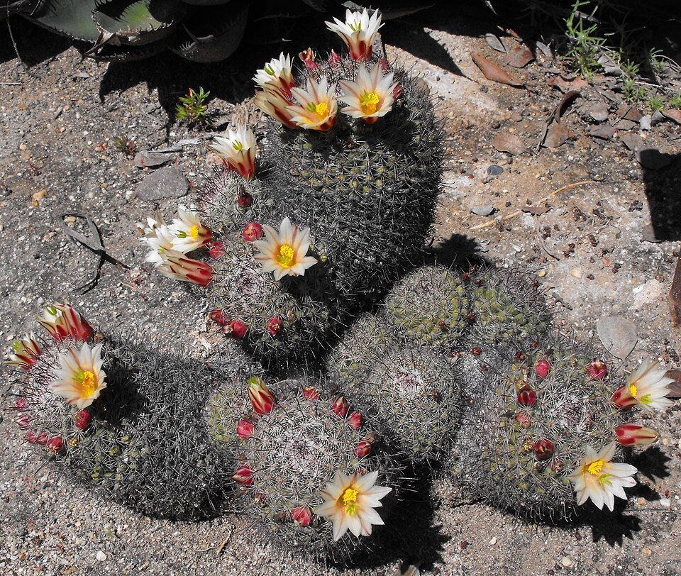 Cochemiea angelensis cactus met witte stekels en groene balvormig lichaam.