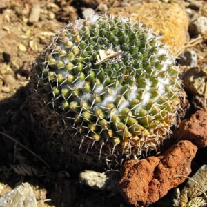 Mammillaria Marksiana cactus met dichte witte stekels en roze bloemen in een pot.