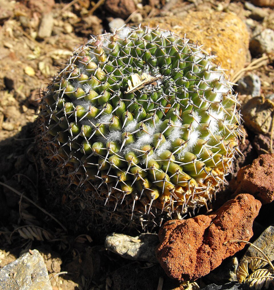 Mammillaria Marksiana cactus met dichte witte stekels en roze bloemen in een pot.