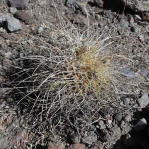 Cochemiea saboae cactus with white thorns on green stems.